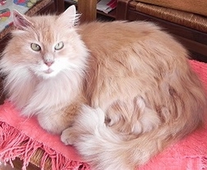 AMBROISE, ce magnifique chat d'environ 2 ans, à la robe duveteuse de couleur crème, a été trouvé errant à Grand-Charmont. Nous l'avons conduit chez le vétérinaire, il était castré, mais hélas, il n'était pas identifié… Ce chat adorable, propre et affectueux, fait maintenant partie de la grande famille des protégés de Nos Amis Les Chats et coule des jours heureux en famille d'accueil, où il attend d'être adopté! Alors, Ambroise vous a conquis? Appelez-nous vite!