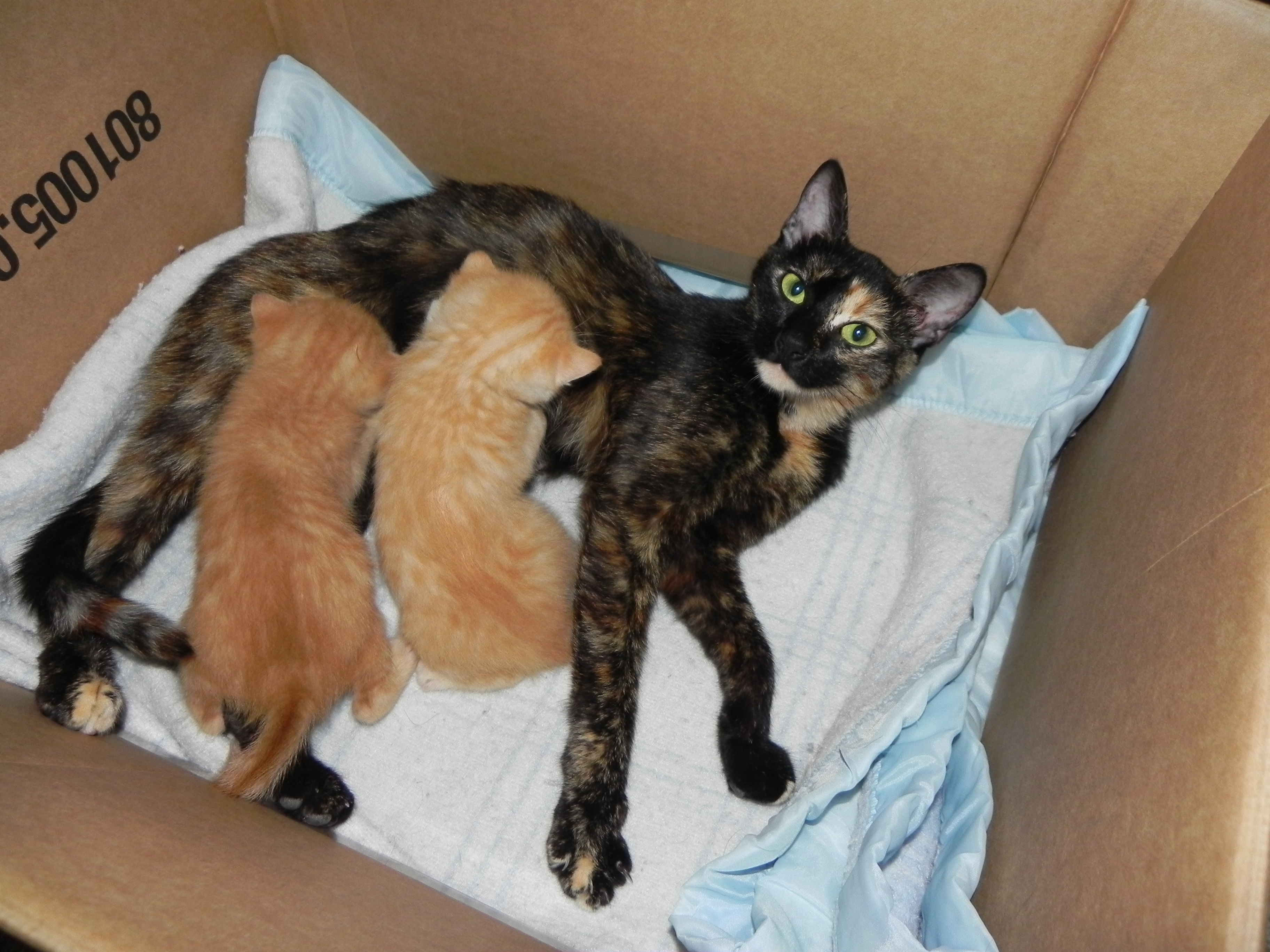 Maman Ecaille De Tortue Et Ses 2 Roux Noisette Garfield Et Oscar Nos Amis Les Chats Du Pays De Montbeliard