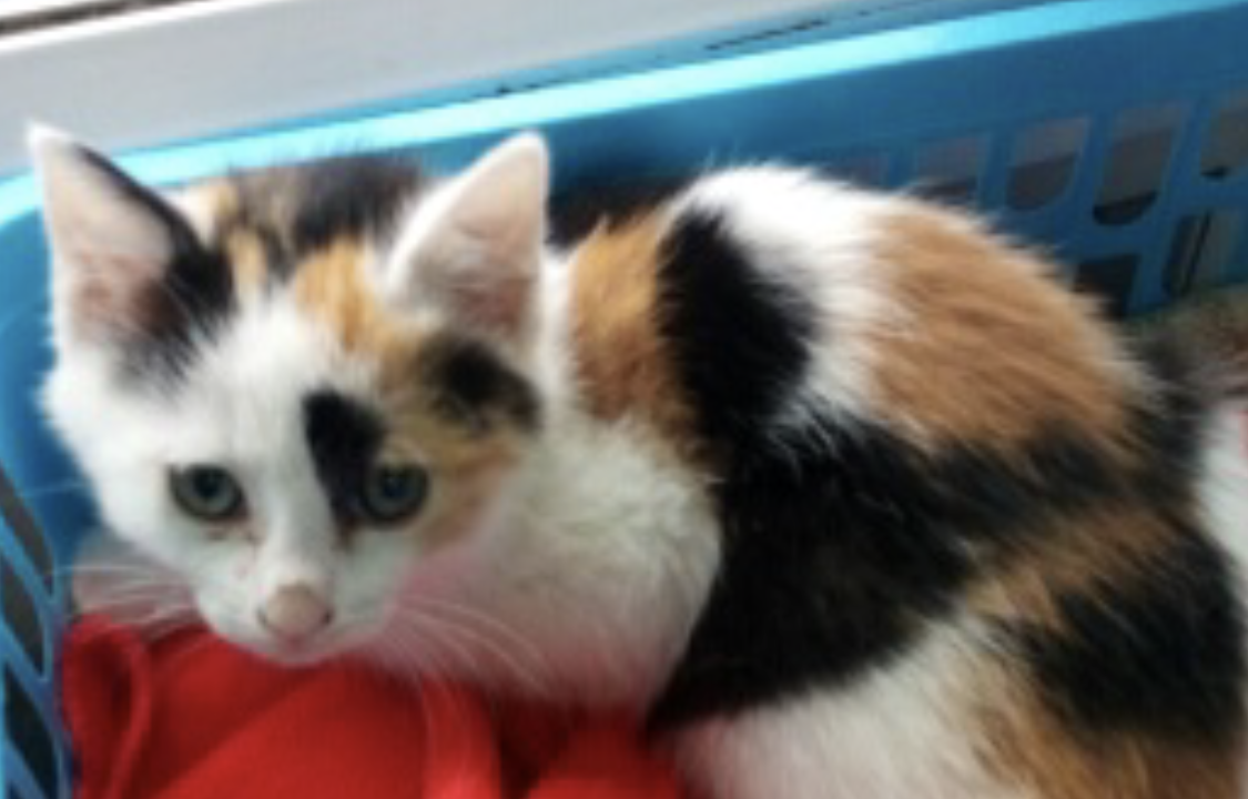 Olga chaton tricolore de 3 mois