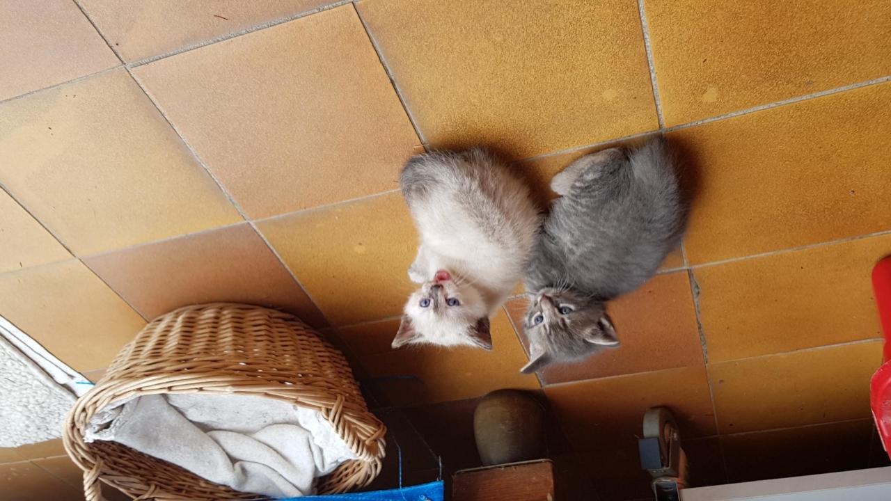 2 adorables chatons de 3  semaines à réserver