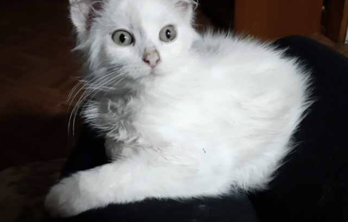 Bouly chaton blanc poils longs 3 mois