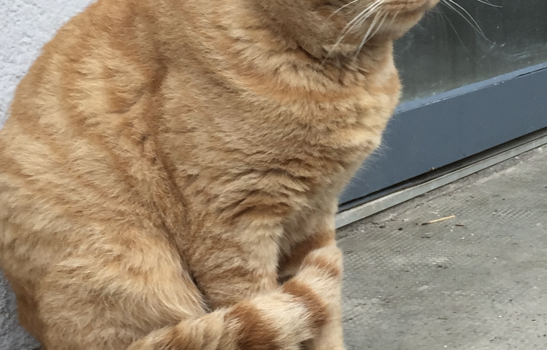 Garfield magnifique matou tigré roux 5 ans