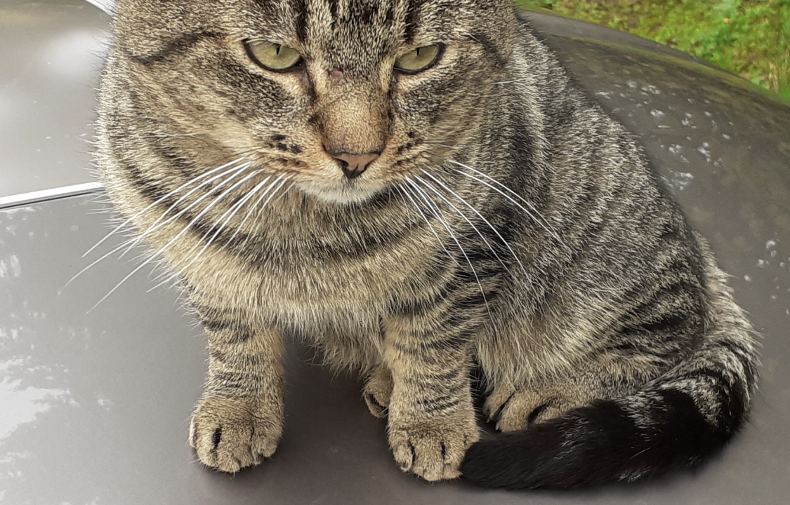 Charlie 3 ans à la rue son maître est décédé