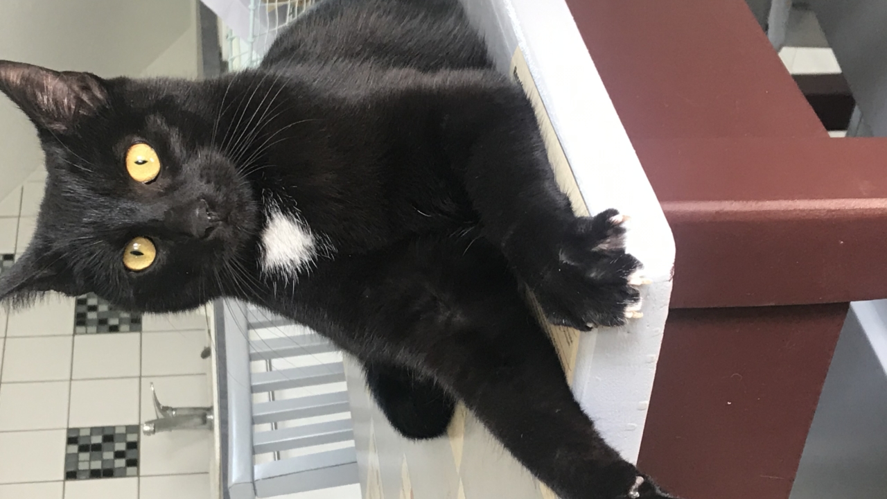 Reglisse magnifique matou noir avec une pointe de blanc extrêmement câlin