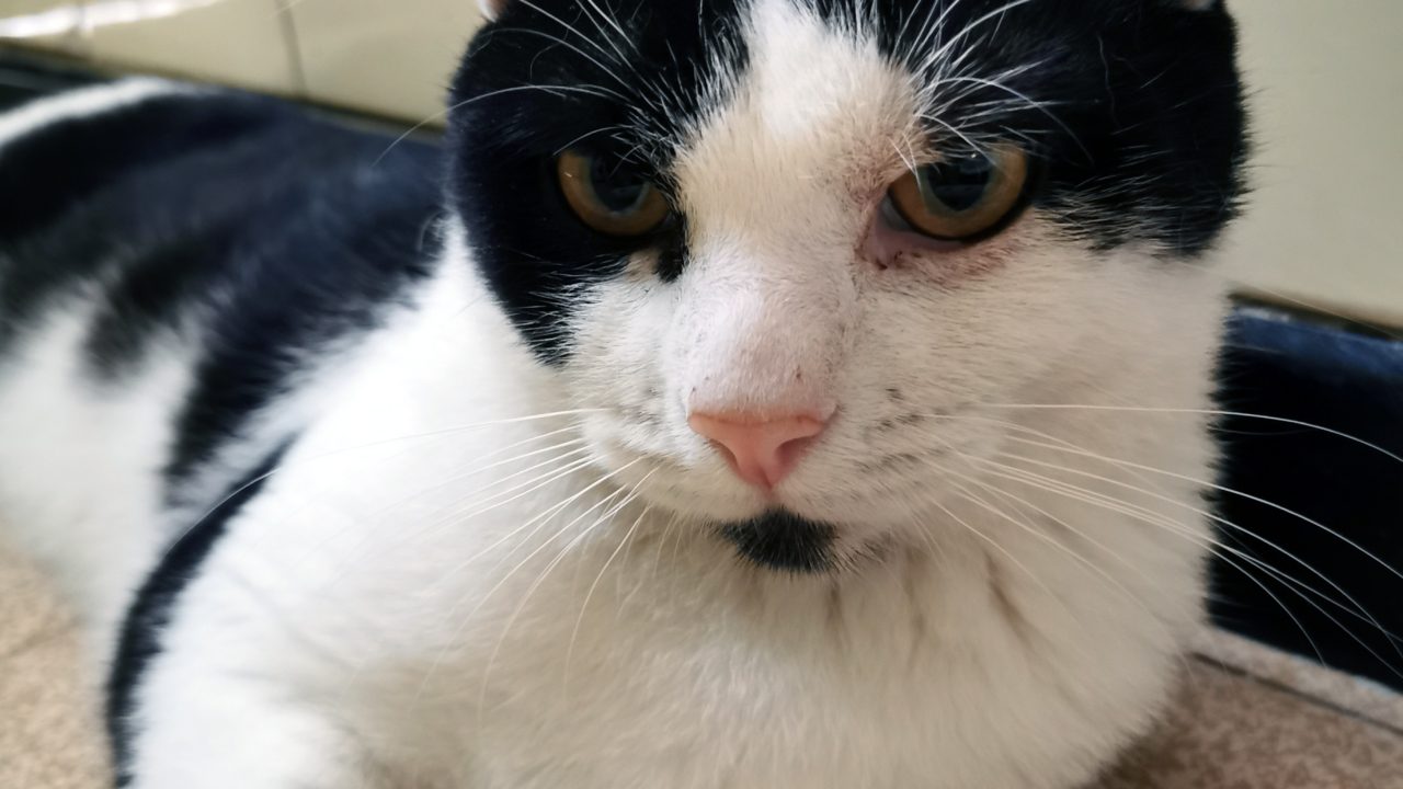 Kit Kat chat mâle noir et blanc 1 an très câlin