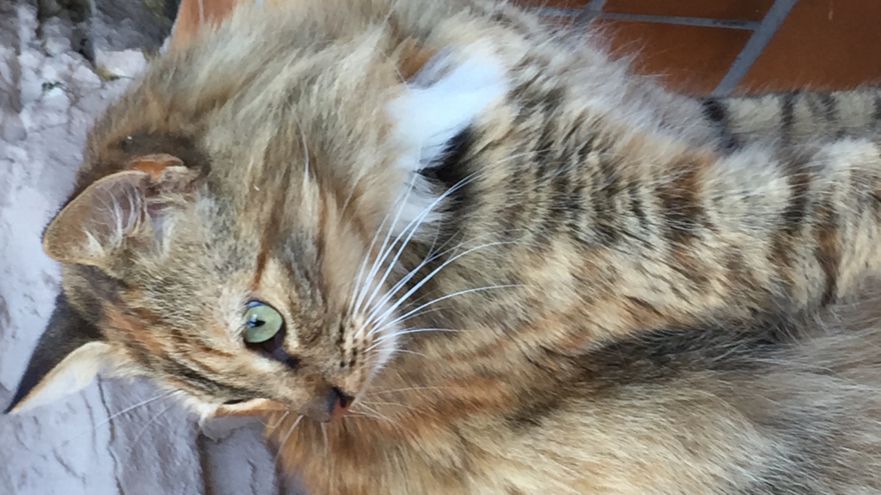 Princesse ! magnifique chatte tigrée poils longs env. 3 ans