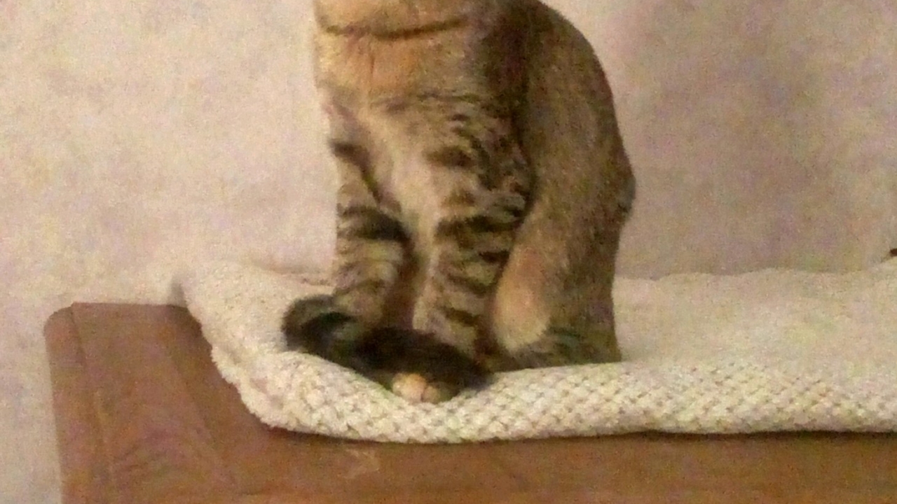 Mia jolie chatonne tigrée de 4 mois abandonnée par ses maîtres
