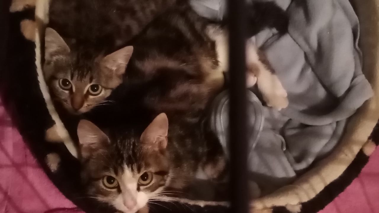 3 chatons de 2 mois ( 1 mâle et 2 fifilles)