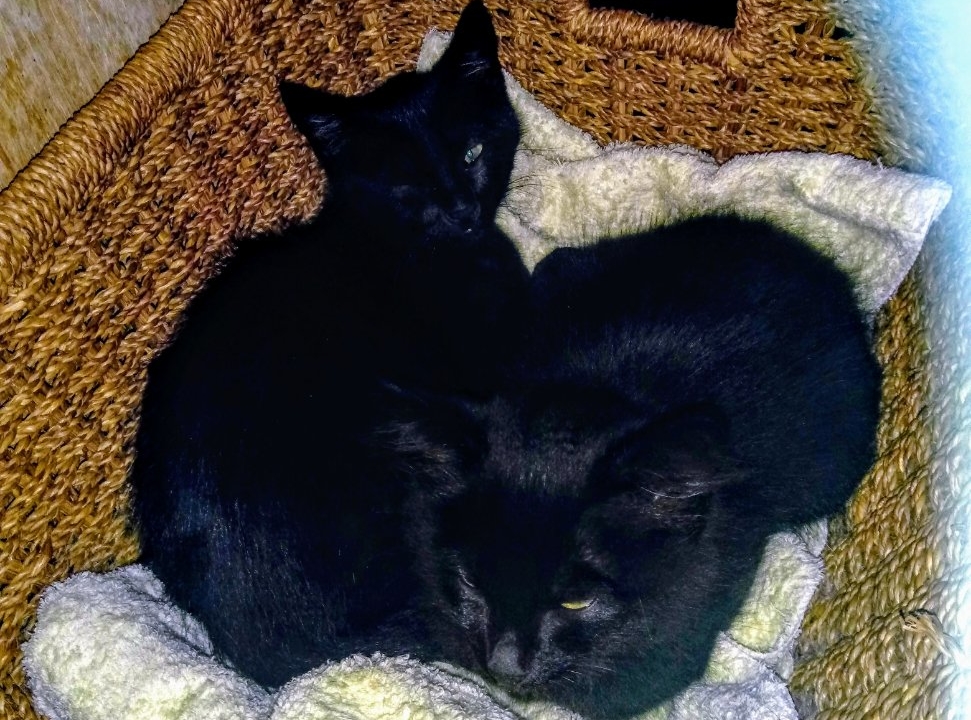 Athos et Portos 2 beaux bb noirs mâles très gentils