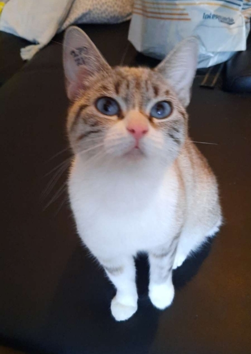 Praline minette croisée siamoise aux yeux bleus 2 ans