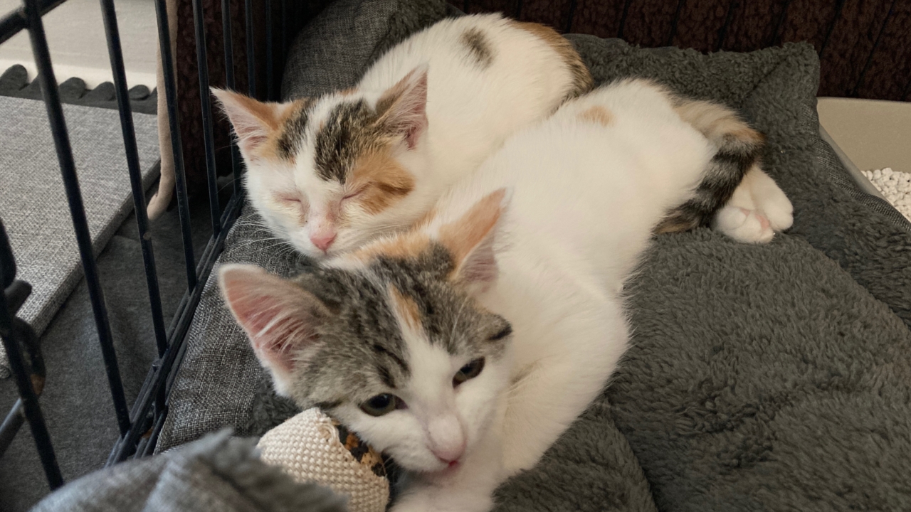 Rosy et Rosanna 2 chatons de 3 mois