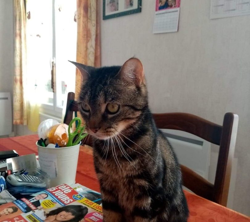 Lilou adorable minette tigrée de 2 ans