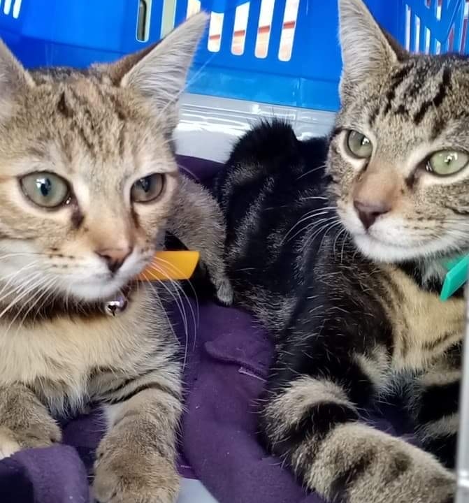 Pamina et Tamino 8 mois à adopter ensemble de préférence