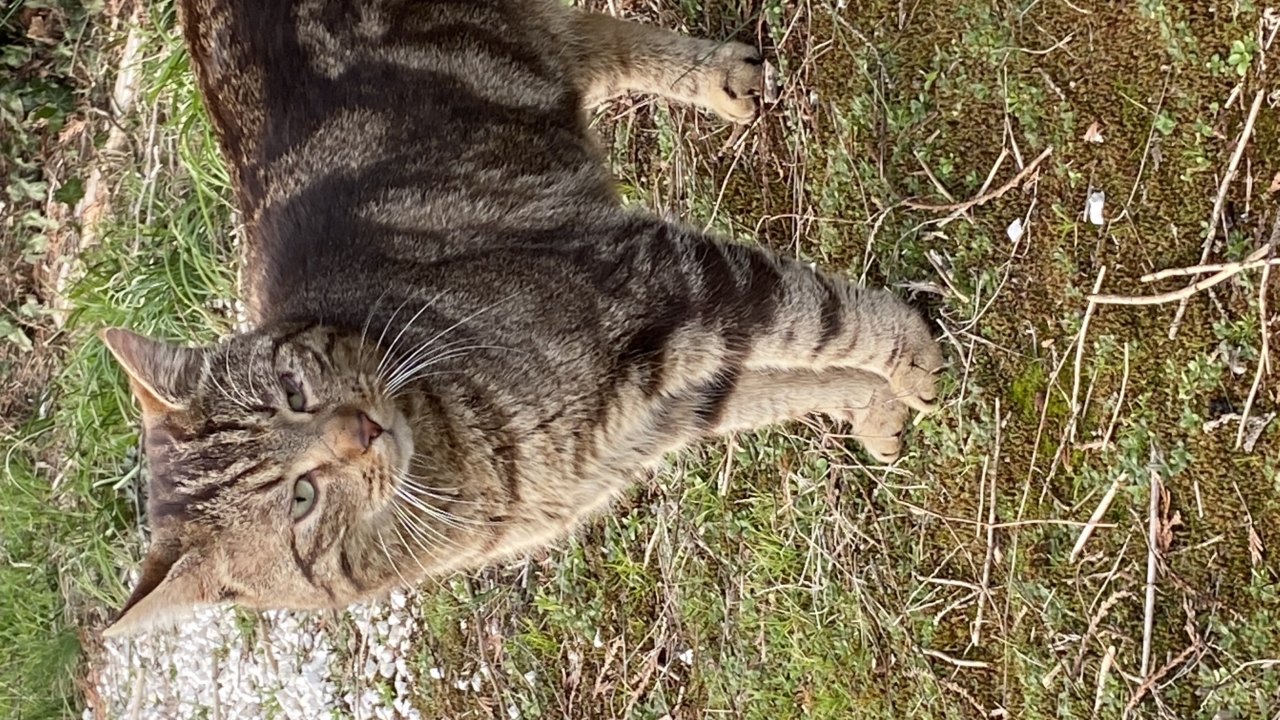 Baloo beau matou tigré d’1 an un peu craintif