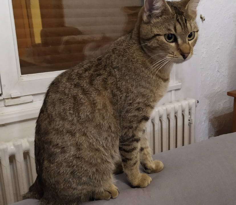 Bambi  minou tigré de 8 mois