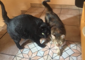 Némo et Etoile 10 ans cherchent un doux panier retraite