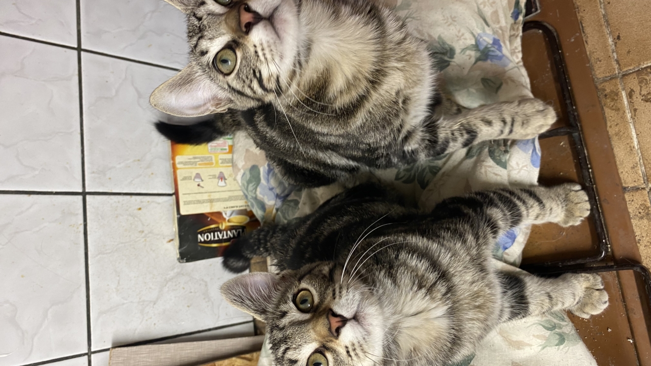 Léa et Léo 4 mois inséparables à adopter ensemble