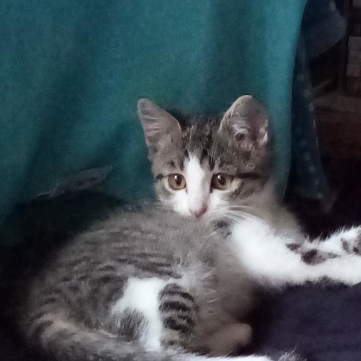 Sissi adorable chaton gris et blanc de 3 mois très gentille