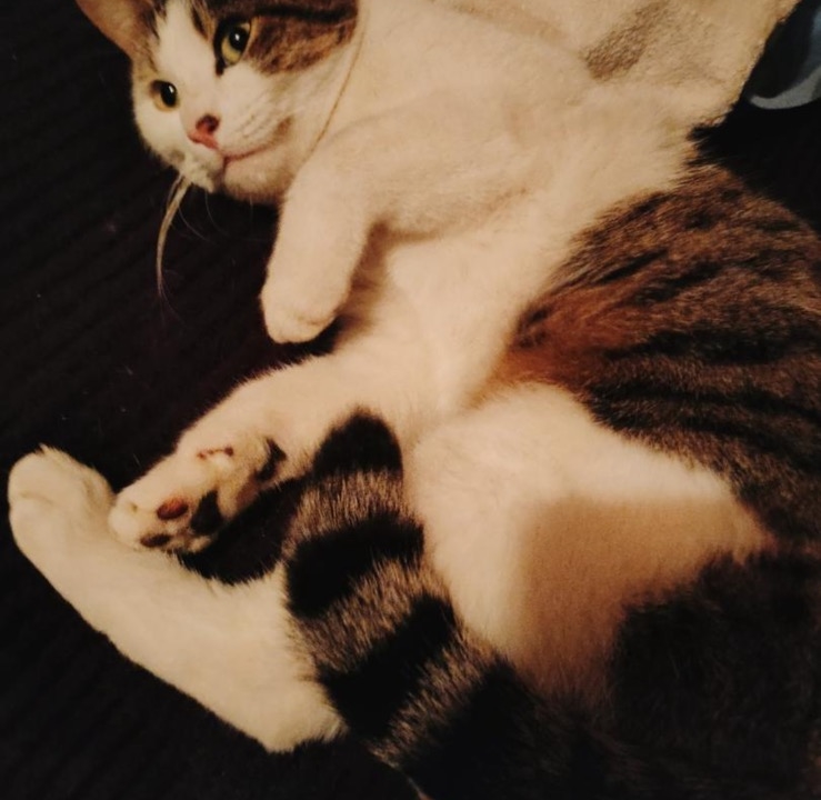 Oliver 2 ans très câlin et sociable