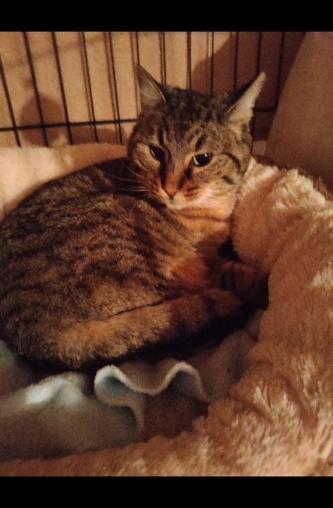 Nala 7 ans câline et calme abandonnée par ses propriétaires