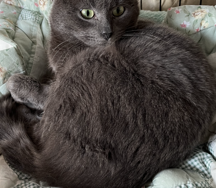 Kenaï beau matou gris style chartreux 2 ans très câlin