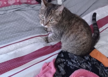 Sahara minette tigrée de 7 mois très câline