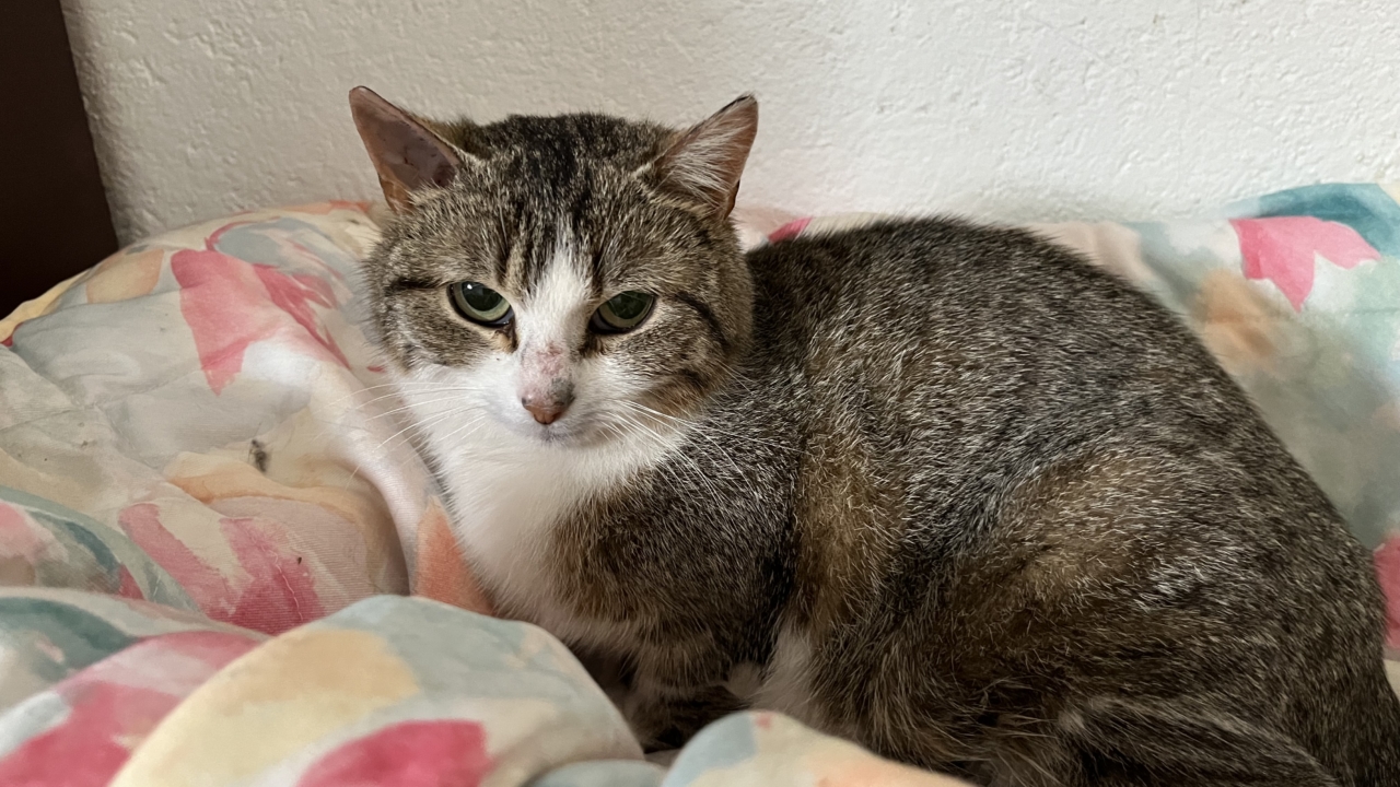 Princesse minette tigrée et blanche d’1 an 1/2 très câline et calme