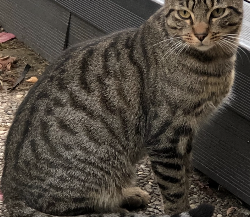 Tempo beau matou tigré 2ans 1/2 calme et câlin