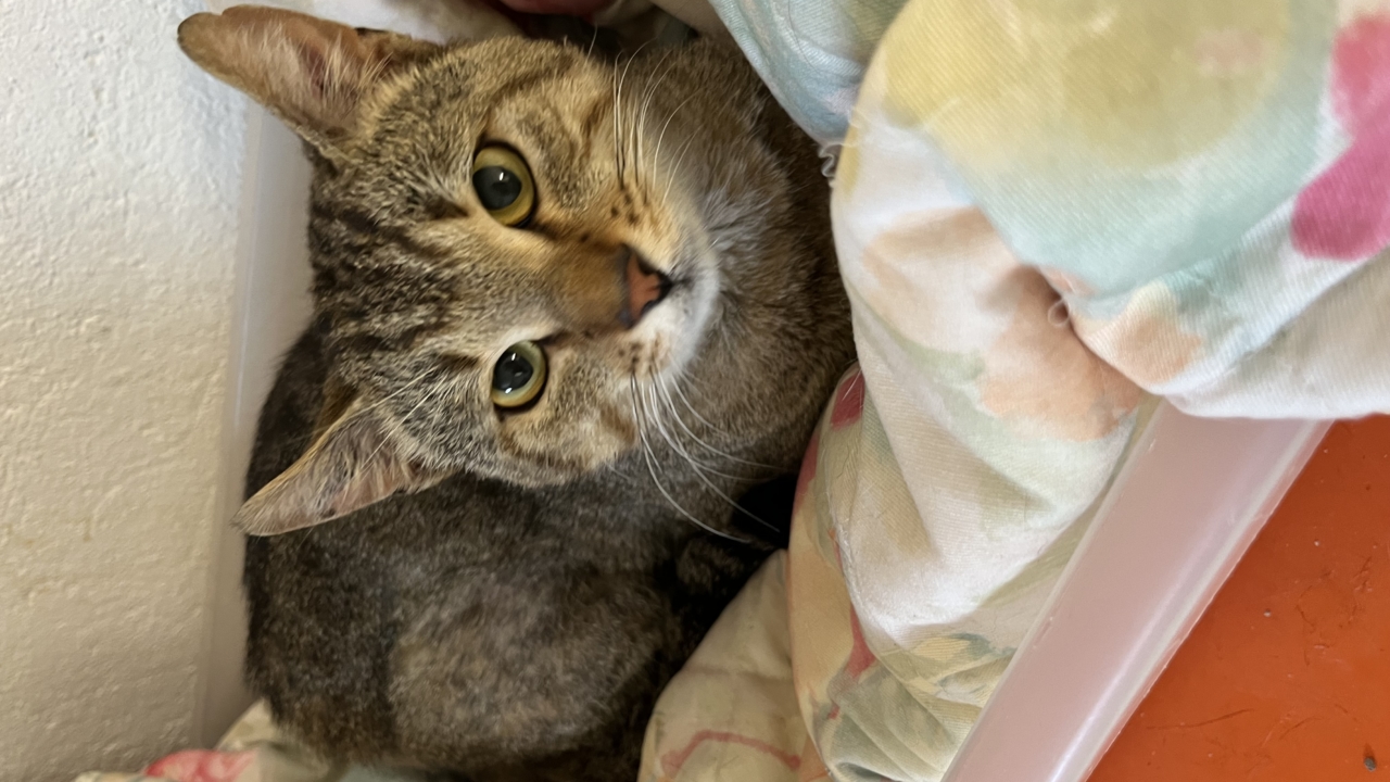 Tommy matou 3 ans très câlin, affectueux et très gourmand