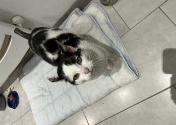 Dolly minette de 3 ans, gentille, câline et adorable