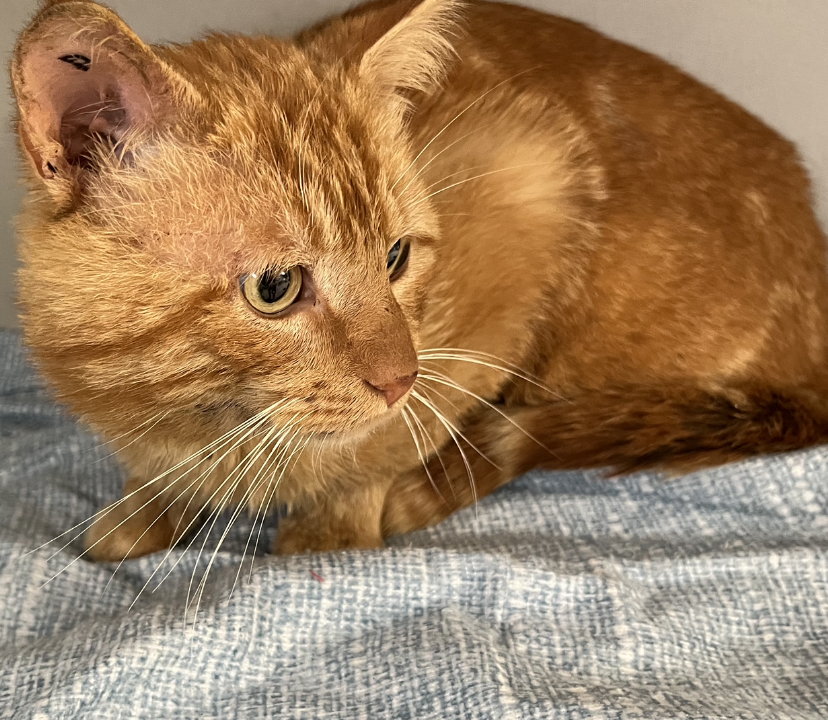 Roucky matou tigré roux de 2 ans très câlin