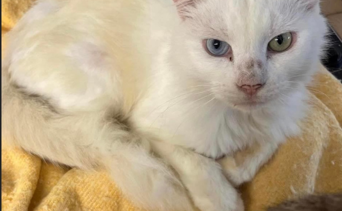 Casper beau matou blanc de 4 ans très très câlin