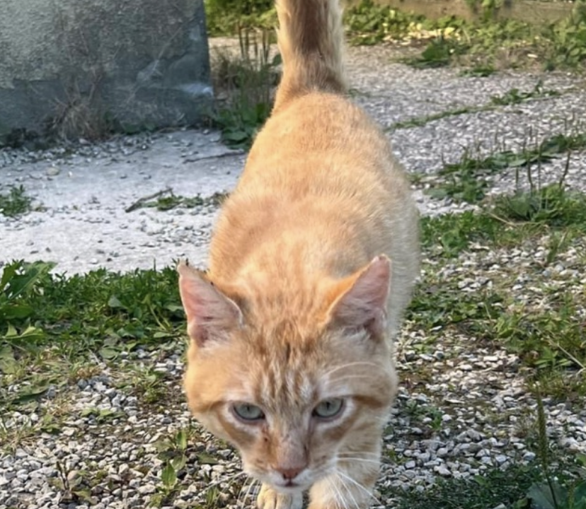 Roppe matou 6 ans tigré roux gentil et très câlin