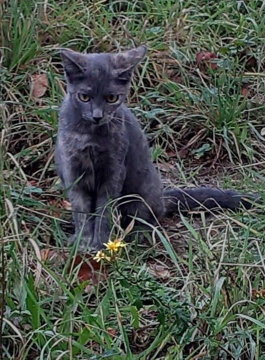 Miquette et Lola sont 2 belles chatonnes de 4 mois poil gris et gris foncé