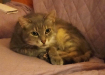 Doudou 12 ans, gentil et câlin  cherche doux panier retraite