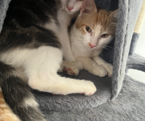 Fips et Carlos adorables chatons de 4 mois trouvés au cimetière de Sochaux