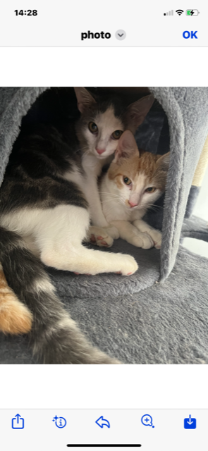 Fips et Carlos adorables chatons de 4 mois trouvés au cimetière de Sochaux