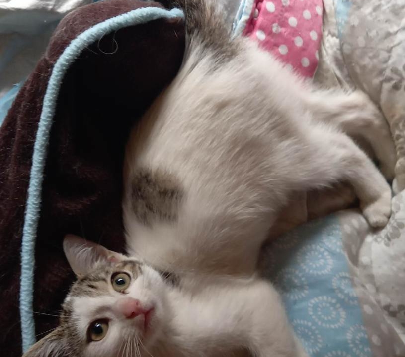 Nina jolie chatonne de 3 mois, douce, sage, gentille et câline