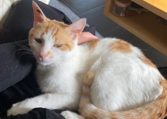 Nina minette blanche et rousse d’1an joueuse et câline