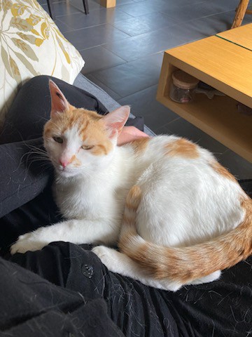 Nina minette blanche et rousse d’1an joueuse et câline