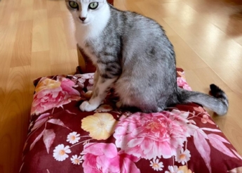 Duchesse jolie minette grise et blanche de 2 ans très gentille