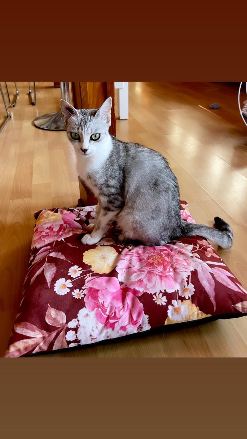 Duchesse jolie minette grise et blanche de 2 ans très gentille