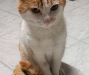 Tchoupi super gentil matou roux et blanc 4/5 ans trouvé errant très amaigri
