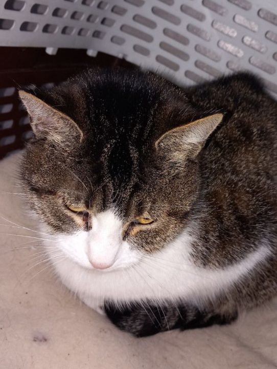 Kimi adorable minette d’1 an, très câline
