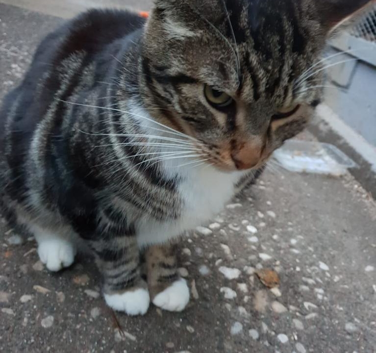 Zéphir joli et gentil minou 5 ans bien triste de vivre dehors