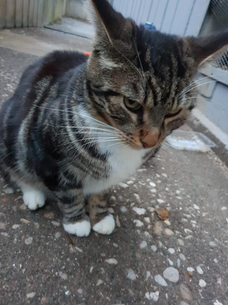 Zéphir joli et gentil minou 5 ans bien triste de vivre dehors