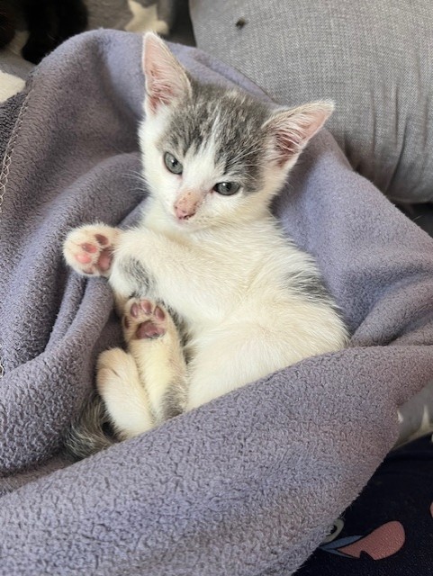 Léti et Tali 2 chatons femelles de 2 mois très câlines