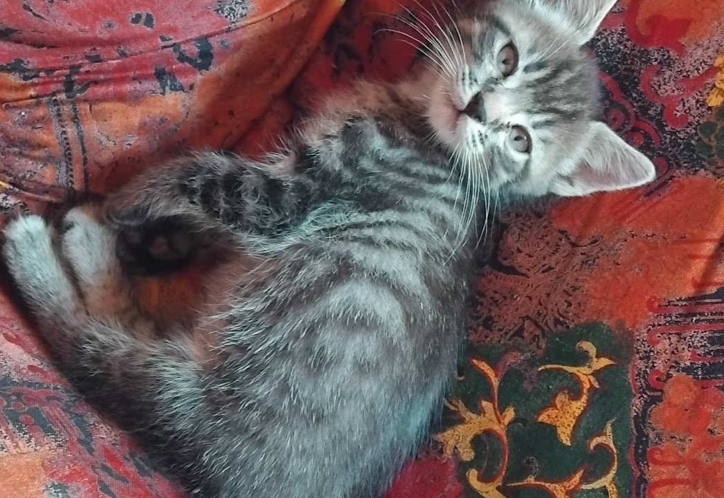 Zip un amour de chaton de 2 mois lâchement abandonné cherche un foyer
