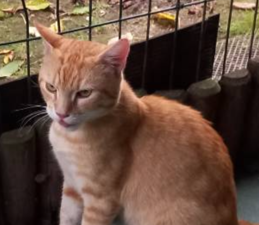 Ely 1 an minou tigré roux très affectueux a été jeté dans le jardin d’une bénévole