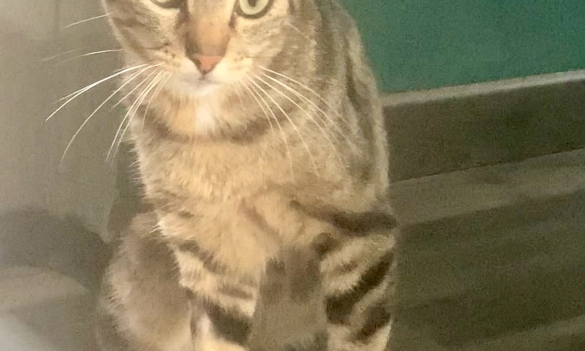 Doudou très gentil minou d’1 an « oublié » lors d’un déménagement